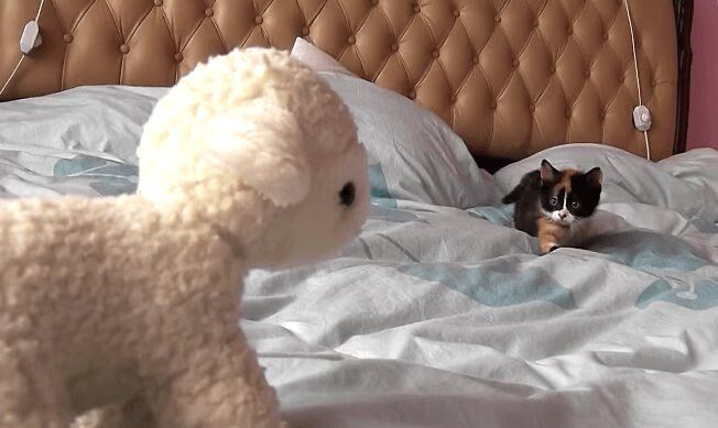 Little Kitten Sneaking On Its Stuffed Lamb - So Cute! (VIDEO)