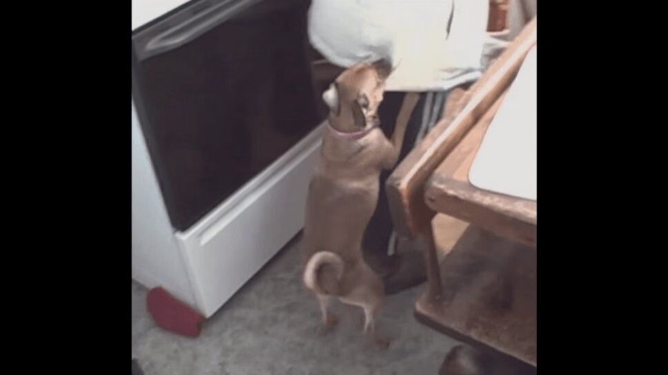 Lonely Dogs Prevent Owner From Leaving the House (VIDEO)