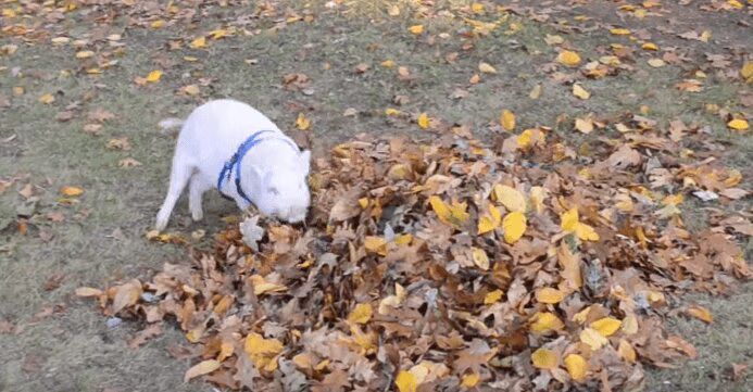 Mini Pig Falls In Love With First Pile of Leaves - So Cute! (VIDEO)
