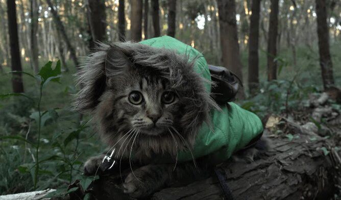 Osamu Cat Goes on Picnic with Stray Cat (VIDEO)