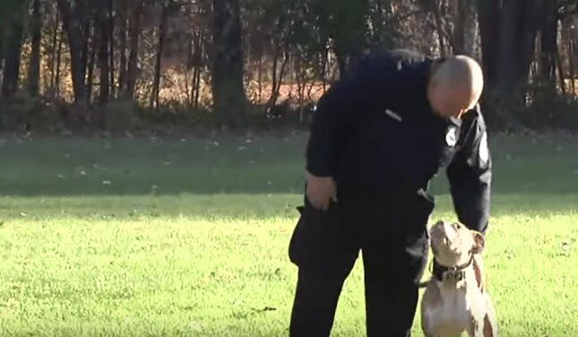 Pit Bull Conquers Stereotype And Joins Police Force (VIDEO)
