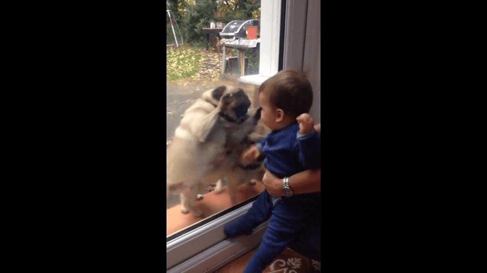 Precious Pugs Meet Baby Brother for the First Time - So Sweet! (VIDEO)