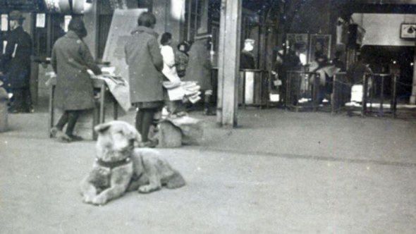 Rare Photo of Hachiko Dog Found