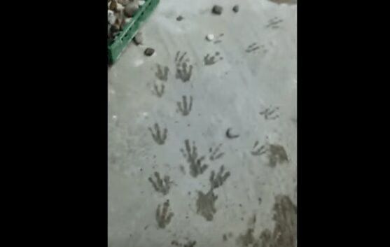 Real Life 'Penguins of Madagascar' Escape Foiled And Caught On Video