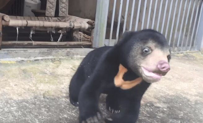 Rescued Sun Bear Baby Loves To Play - So Cute! (VIDEO)