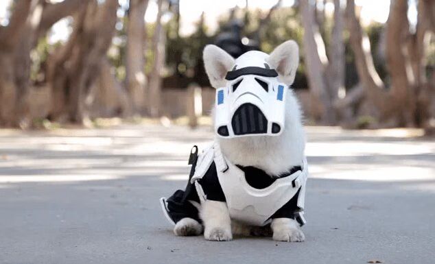 Stormtrooper Corgi Says 'May The Fluff Be With You' (VIDEO)