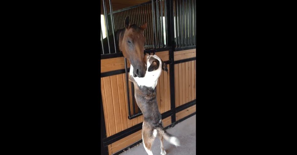 This Dog and Horse Have Formed the Cutest Friendship of All-Time! (VIDEO)