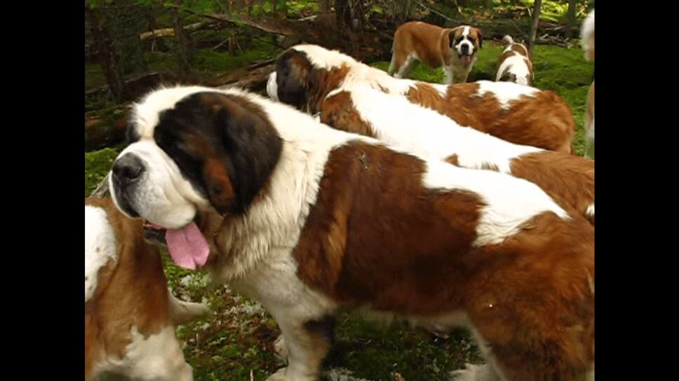 This Is What It's Like to Go on a Walk With 42 Saint Bernards (VIDEO)