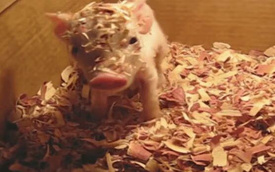 Tiny Piglet Wakes Up - Adorable! (VIDEO)
