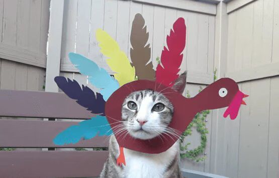 Turkey Cat Just Won Thanksgiving - Adorable!