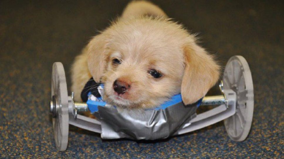 Two-Legged Puppy Takes First Steps In 3D-Printed Wheelchair (VIDEO)