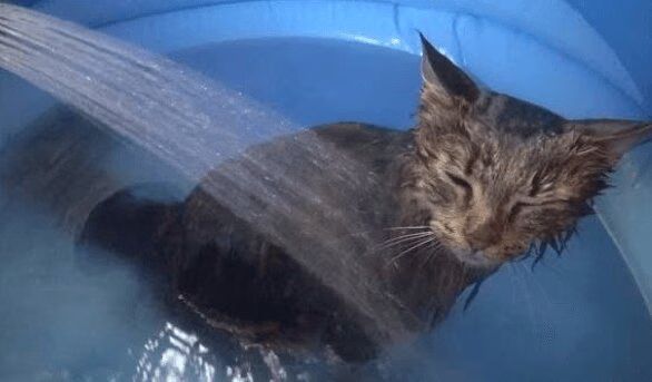 5 Cats Including Osamu Cat Take a Bath (VIDEO)