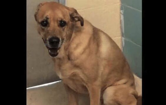 Abandoned Dog Learns To Be A Dog Again After Being Rescued (VIDEO)