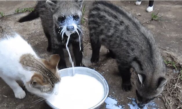 Adorable African Civets Can't Get Enough Milk and Porridge (VIDEO)
