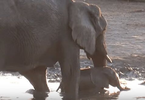 Adorable Baby Elephant Does Not Want To Leave Mud Bath - Too Cute! (VIDEO)