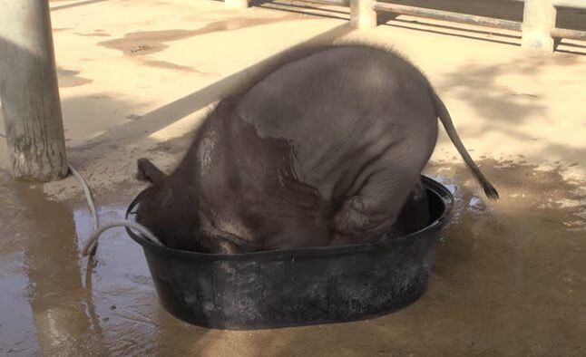 Adorable Baby Elephant In A Bathtub - So Cute! (VIDEO)