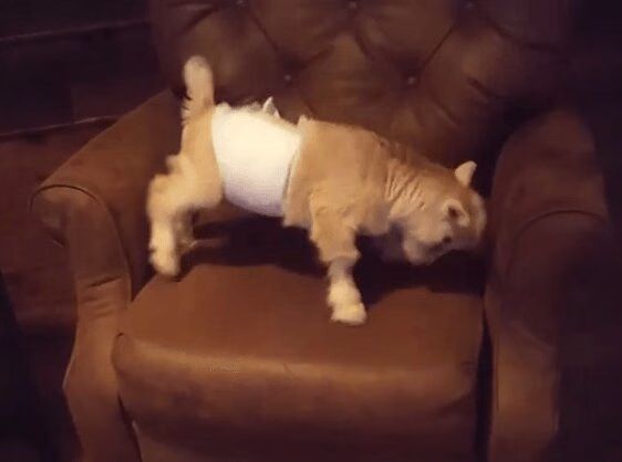 Adorable Baby Goat In Diaper Attacks Chair (VIDEO)