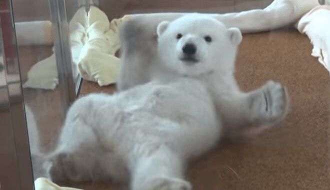 Adorable Baby Polar Bear Struggles To Roll Over (VIDEO)