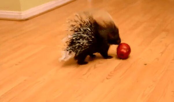 Adorable Baby Porcupine Plays With An Apple (VIDEO)