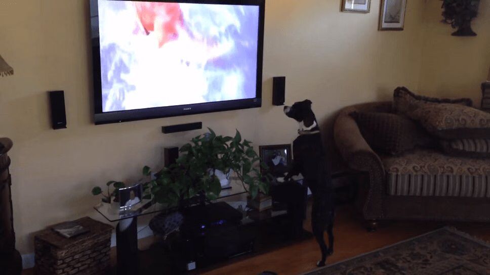 Adorable Dog Dances To Favorite TV Show (VIDEO)
