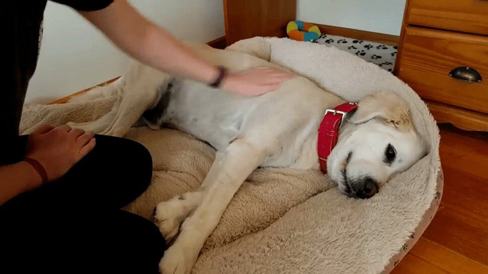 Adorable Dog Demands More Rubs! (VIDEO)