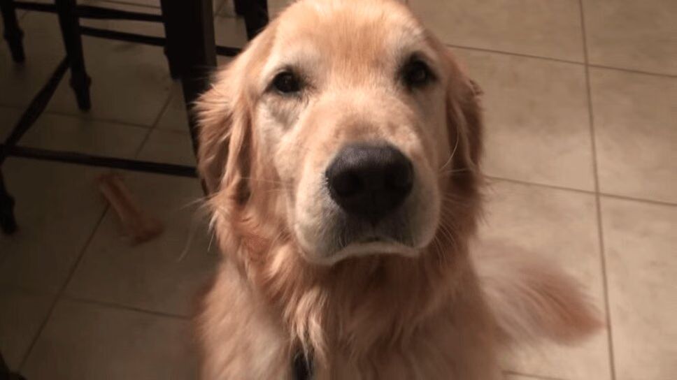 Adorable Dog Flips Out When Owner Returns Home From College (VIDEO)