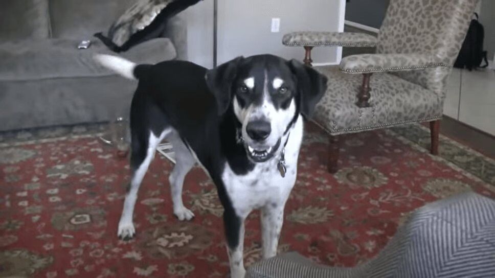 Adorable Dog REALLY Wants a Kitten - Totally Ridiculous! (VIDEO)