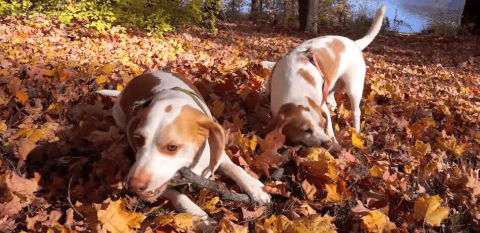 Adorable Dogs Love Playing in Leaves - So Cute! (VIDEO)
