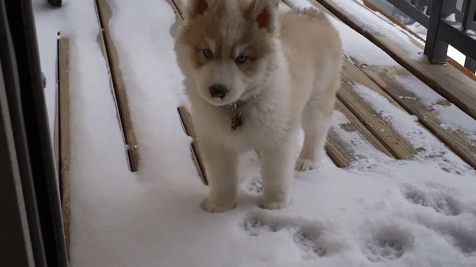 Adorable Husky Puppy Sees Snow for the First Time (VIDEO)
