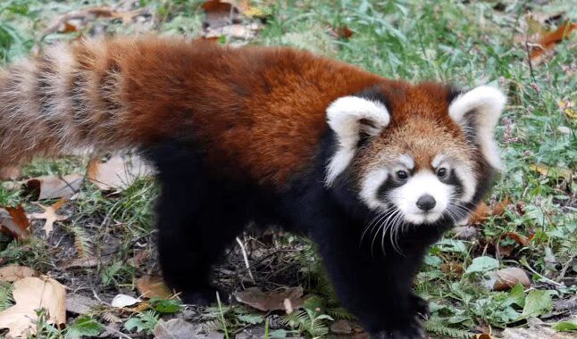 Adorable Red Panda Cubs Stalk Brooklyn (VIDEO)