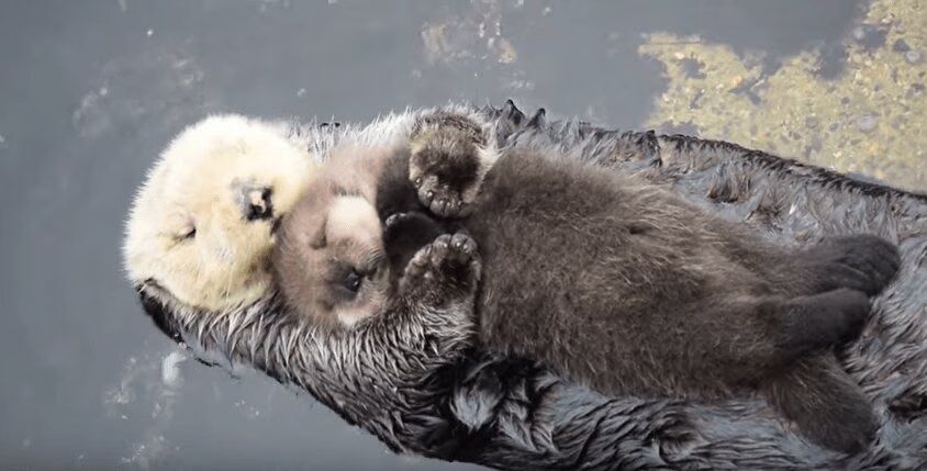 Baby Otter Sleeping On Mom Will Make Your Heart Melt (VIDEO)
