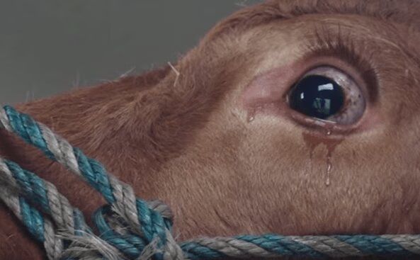 Best Animal Rescues of 2015 (VIDEO)