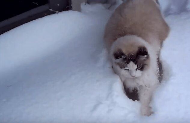 Best of Cats Playing In The Snow Compilation Video
