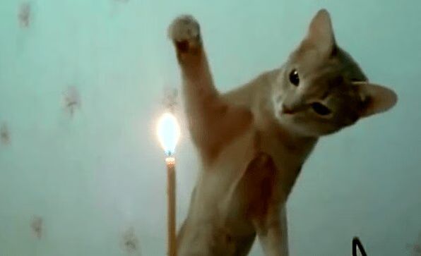 Best of 'Cats vs. Candles' Compilation Video