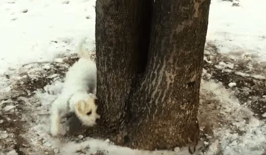 Best of 'Dogs Chasing Their Own Leash' Compilation Video Is Too Funny