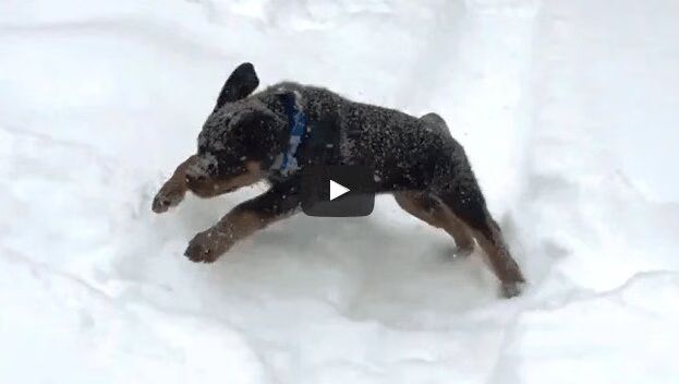 Best of 'Puppies Playing in the Snow' Compilation Video - Too Cute! (VIDEO)