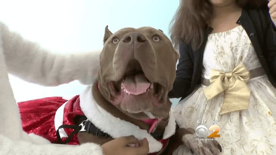 Blind Sisters Adopt Disabled Pit Bull for the Holidays (VIDEO)