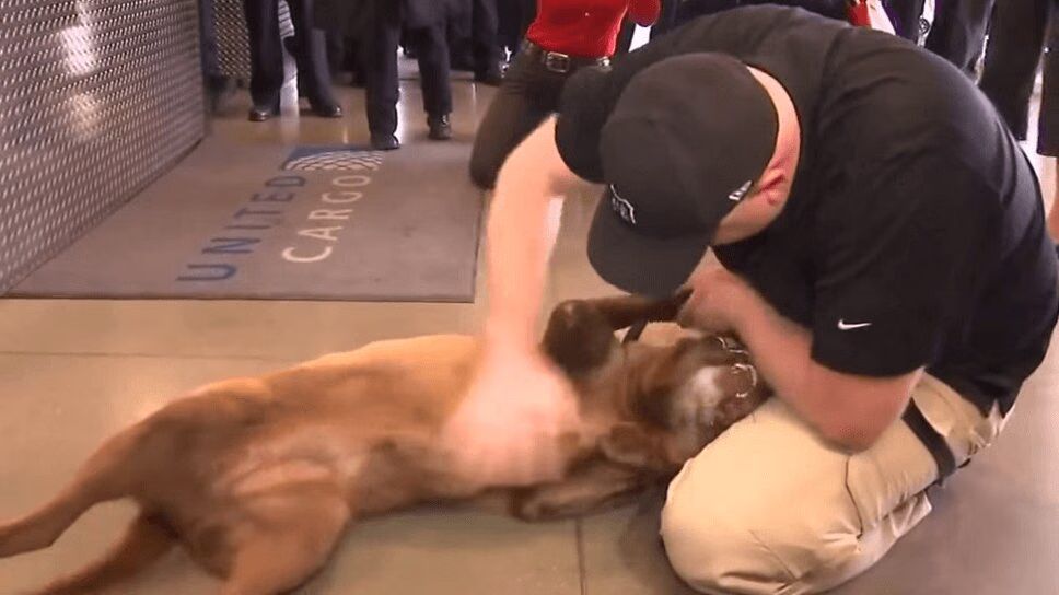 Bomb-Sniffing Dog Reunited With Army Sergeant (VIDEO)