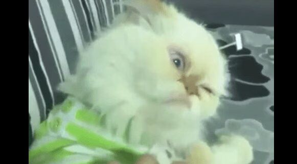Cat Loses Mind After Back Scratch (VIDEO)