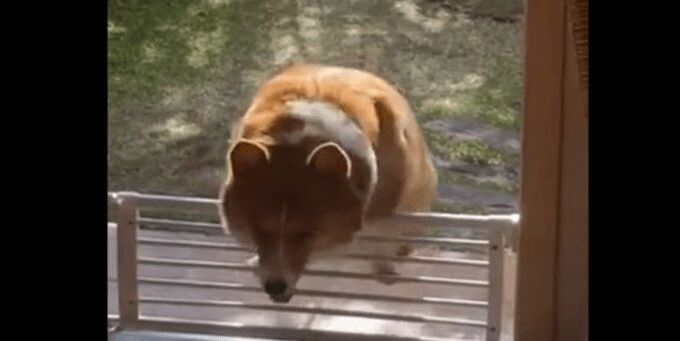 Chubby Corgi Desperately Tries To Jump Over Gate - Hilarious! (VIDEO)