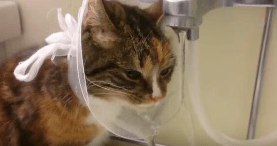 Clever Calico Cat Conquers Cone of Shame (VIDEO)