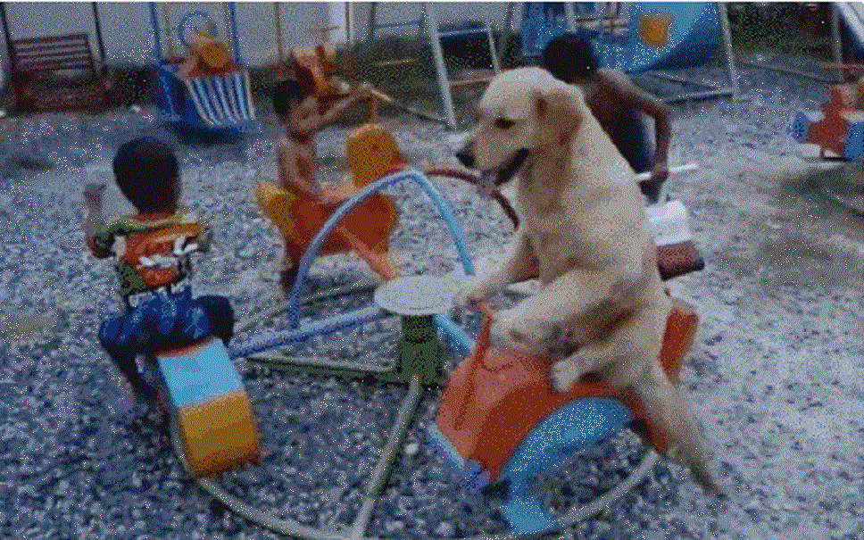 Cute Golden Retriever Riding a Merry-Go-Round Is Pure Silliness (VIDEO)