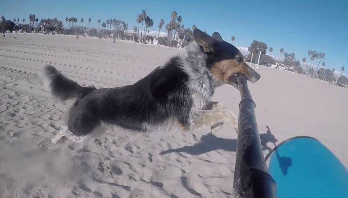 Dog Jumps Over Things While Holding Selfie Stick - Genius (VIDEO)