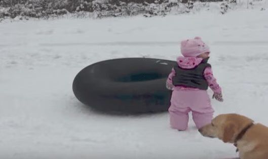 Dog Teaches Baby How To Slide - Too Funny! (VIDEO)