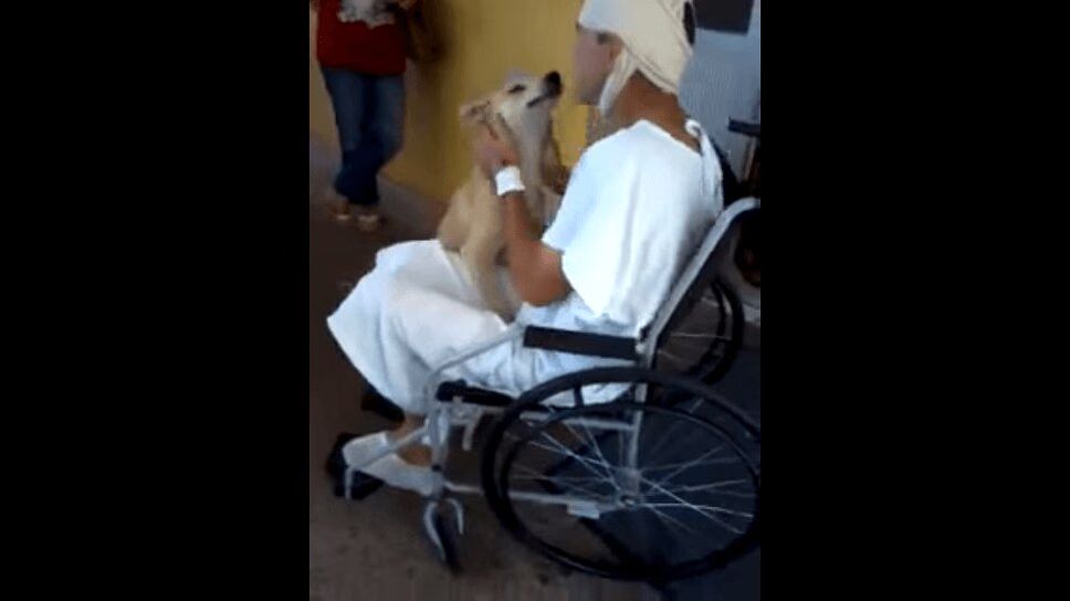 Faithful Dog Waits Outside Hospital for Eight Days To Reunite With Owner (VIDEO)