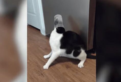 Funniest Animal Fails of 2015 (VIDEO)
