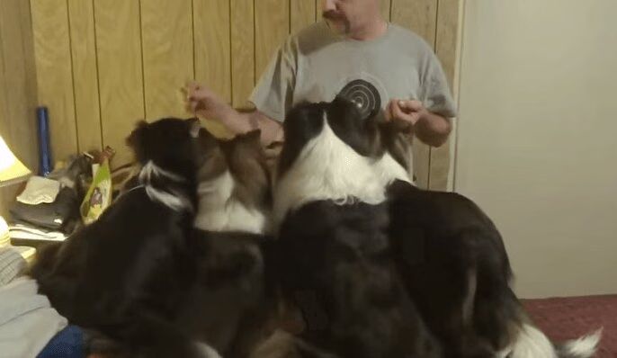 Genius Dog Switches Places To Get Extra Treats (VIDEO)