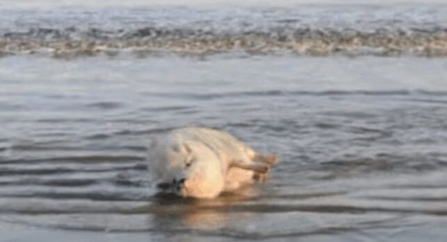 Happiest Pig In The World Loves The Beach (VIDEO)