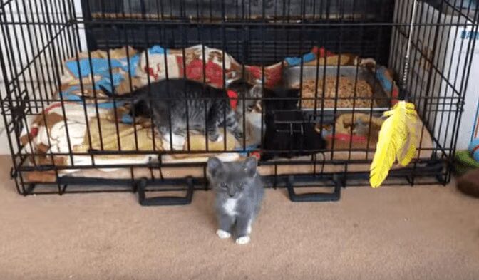 Houdini Kitten Makes Adorable Escape (VIDEO)