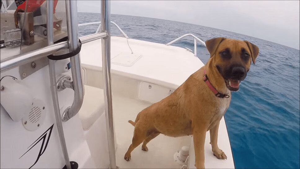 Lovable Dog Sees Dolphins For the First Time -- And Joins Them For a Swim! (VIDEO)